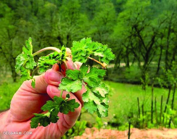 گیاه دارویی