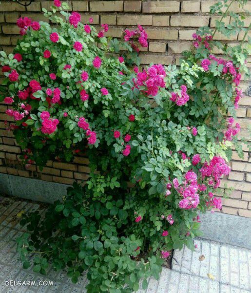 ساناز