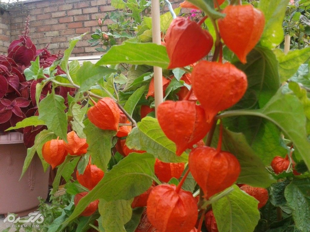 سقط جنین با عروسک پشت پرده