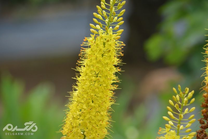 Eremurus سریش