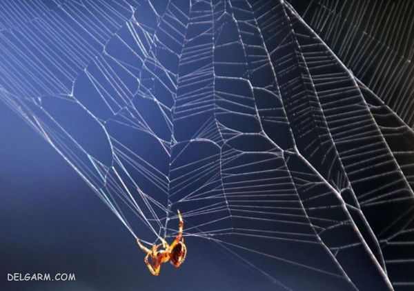 تار عنکبوت در پزشکی