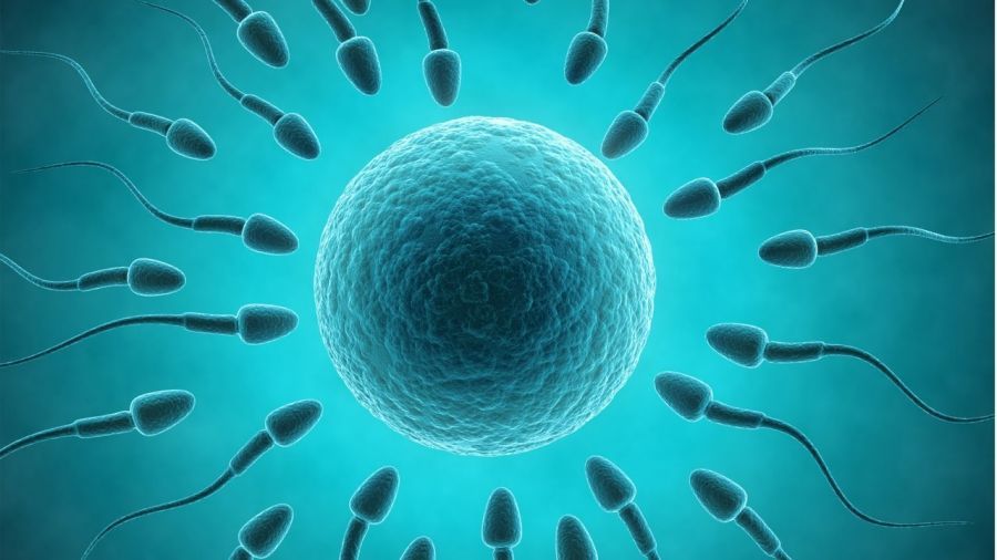 تقویت اسپرم در طب سنتی : داروهای گیاهی برای بهبود کیفیت اسپرم