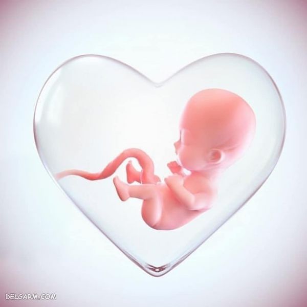 از کجا بفهمیم که قلب جنین تشکیل شده 