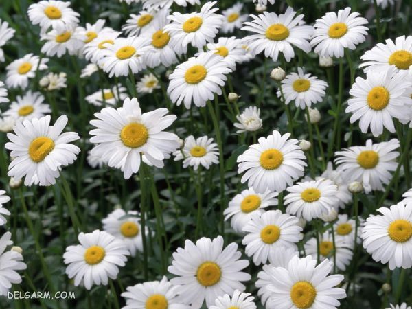 بابونه سفید برای هدیه دادن