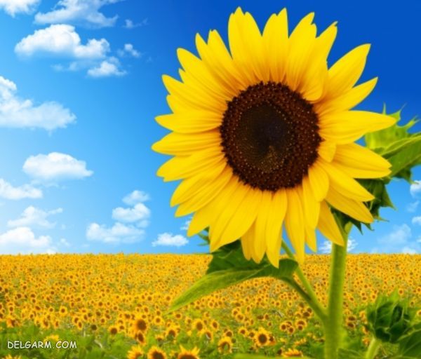 گل آفتابگردان برای هدیه