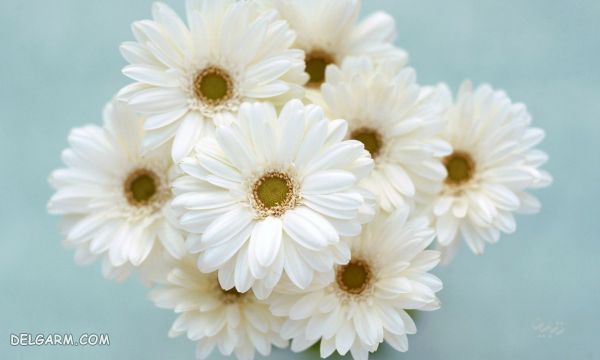 گل داوودی مناسب برای هدیه دادن