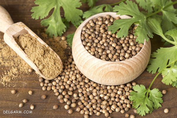 گشنیز برای کنترل قند خون