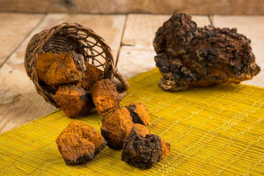 قارچ چاگا : ۱۵ خاصیت اثبات شده دارویی و درمانی قارچ چاگا