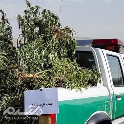 مزرعه ماری جوانا با وام 400 میلیونی کمیته امداد