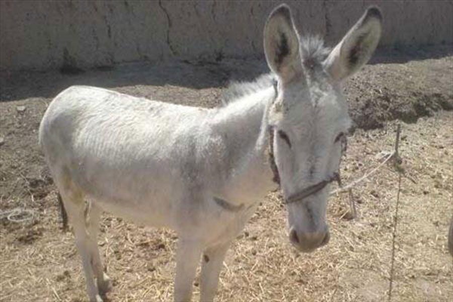 بریدن گوش الاغ در بهشهر