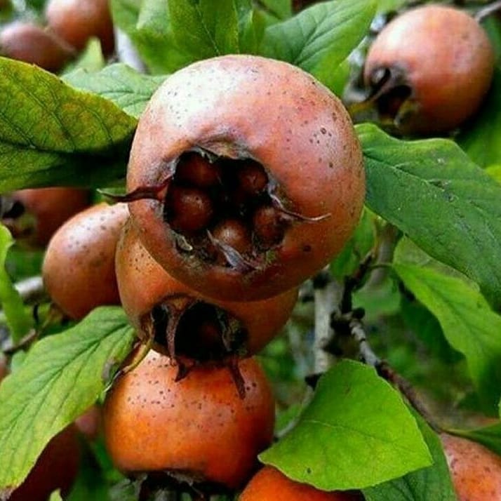 طرز تهیه ترشی ازگیل بهمراه خواص فوق العاده ازگیل