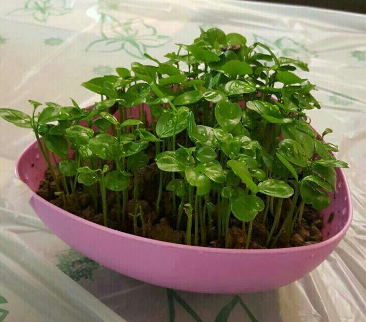 آموزش کاشت سبزه هسته نارنج برای عید