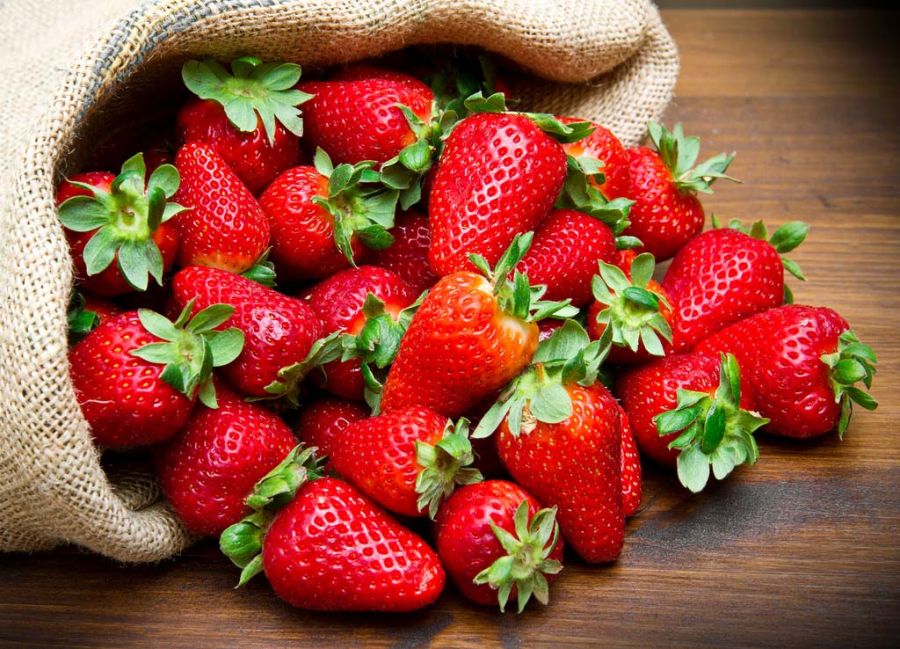 آموزش کاشت بوته توت فرنگی در منزل : نحوه نگهداری گیاه توت فرنگی