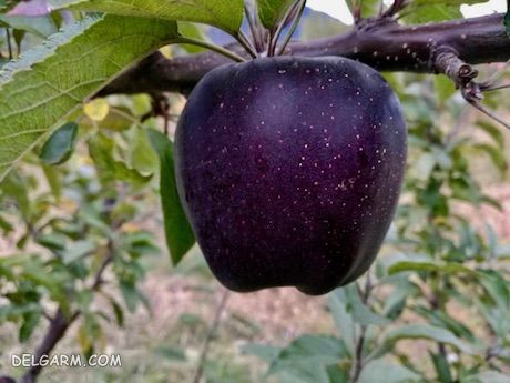 سیب سیاه : سیاه ترین میوه دنیا