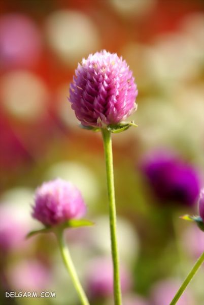 گل تکمه ای | راهنمای نگهداری و پرورش گل زینتی تکمه