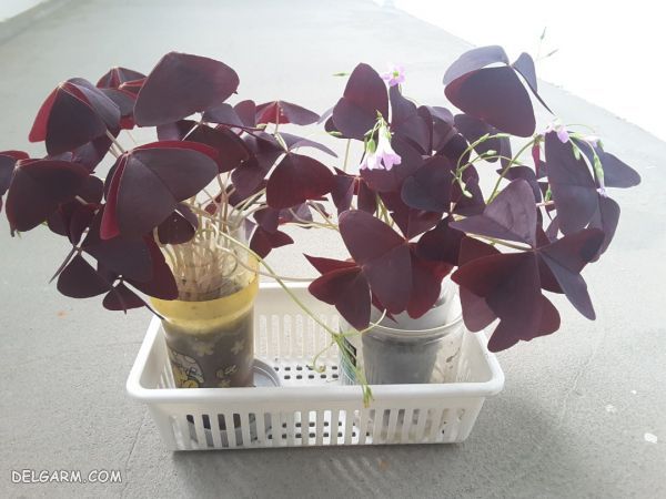 گیاه اگزالیس | روش نگهداری و پرورش گیاه اگزالیس