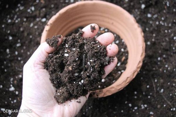 تقویت خاک گلدان : ۵ روش مناسب برای تقویت خاک گلدان و باغچه