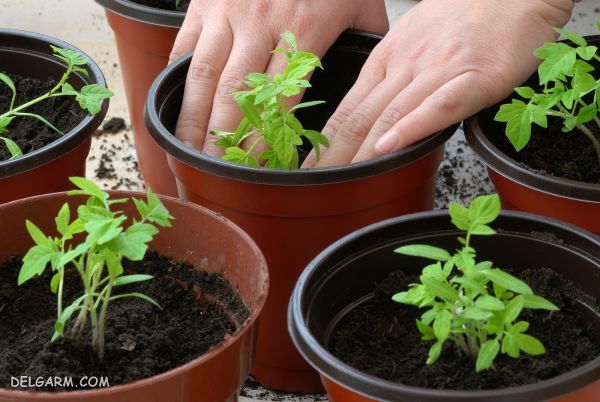 تقویت خاک گلدان : ۵ روش مناسب برای تقویت خاک گلدان و باغچه