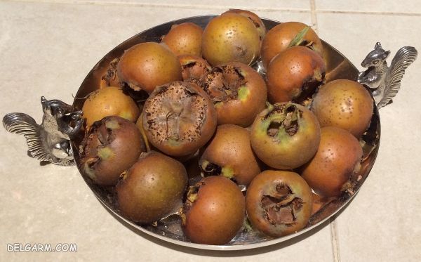 رب ازگیل (رب کونوس) چیست و چه خواصی دارد + طرز تهیه