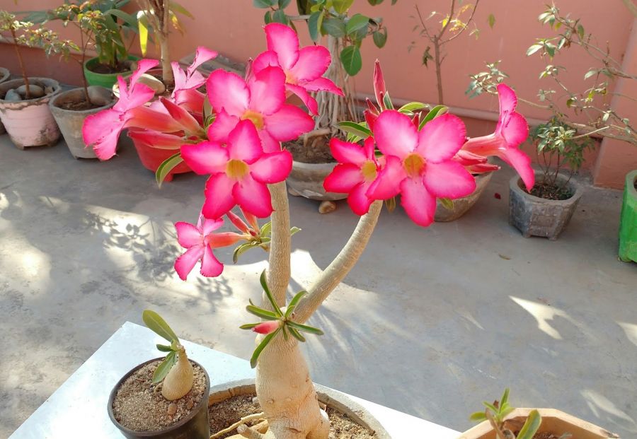 نکات مهم برای نگهداری از آدنیوم ها