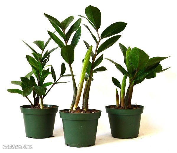 گیاه زامیفولیا : نحوه تکثیر و نکاتی برای مراقبت و پرورش زامیفولیا