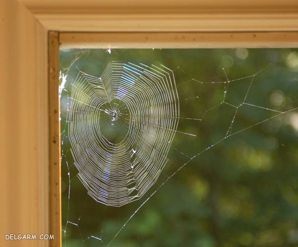 ۱۰ راهکار اساسی جهت از بین بردن عنکبوت در منزل به صورت طبیعی