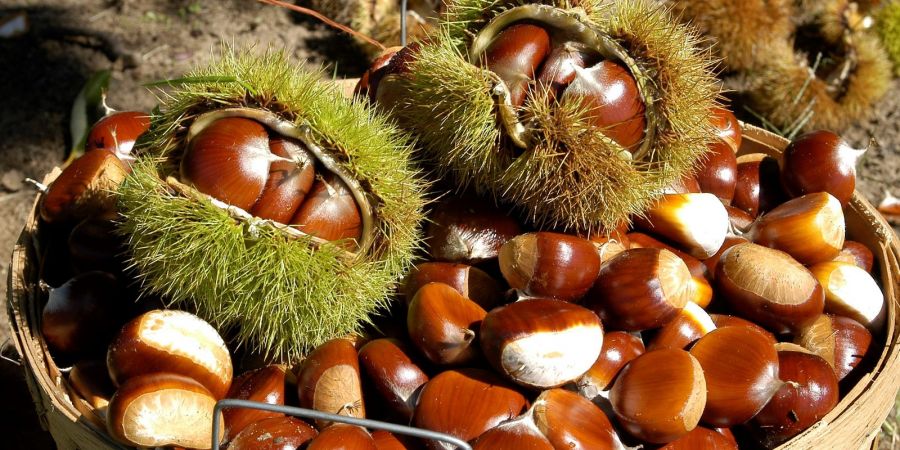 ترفندهایی برای انتخاب و نگهداری شاه بلوط + دستورهای مختلف پخت آن