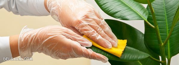 راهکارهای طلایی برای براق و تمیز کردن برگ گیاهان خانگی