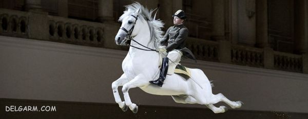 (The Spanish Riding School) مدرسه اسپانیایی سوارکاری