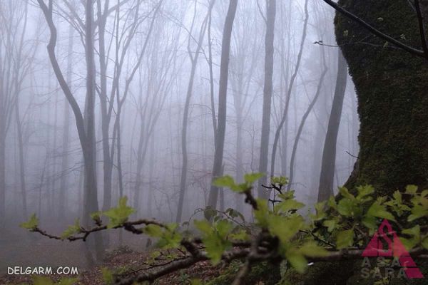 جنگل مه آلود پاسند، بهشهر، مازندران