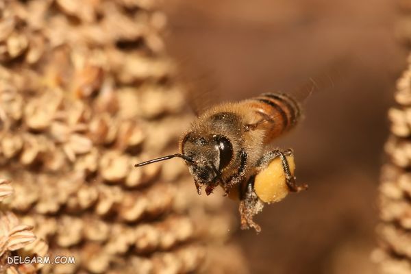ملکه زنبور عسل را چقدر می شناسید؟
