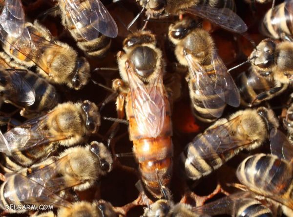 خصوصیات ملکه زنبور عسل