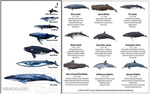 انواع نهنگ ها