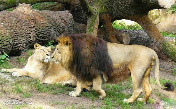 روز تنوع زیستی