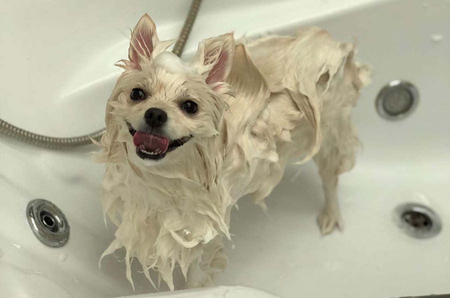 بهترین شامپوهای U.S.PET
