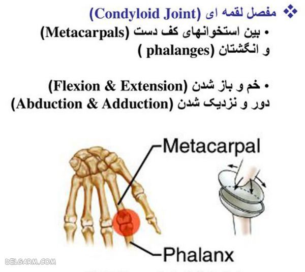 آناتومی استخوان بندی انگشت