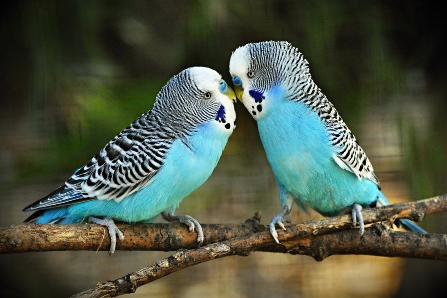 خارش مرغ عشق : بیماری های مرغ عشق و درمان آن