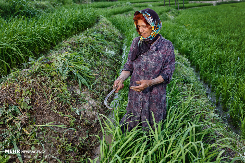 زنانی از روستاهای مازندران