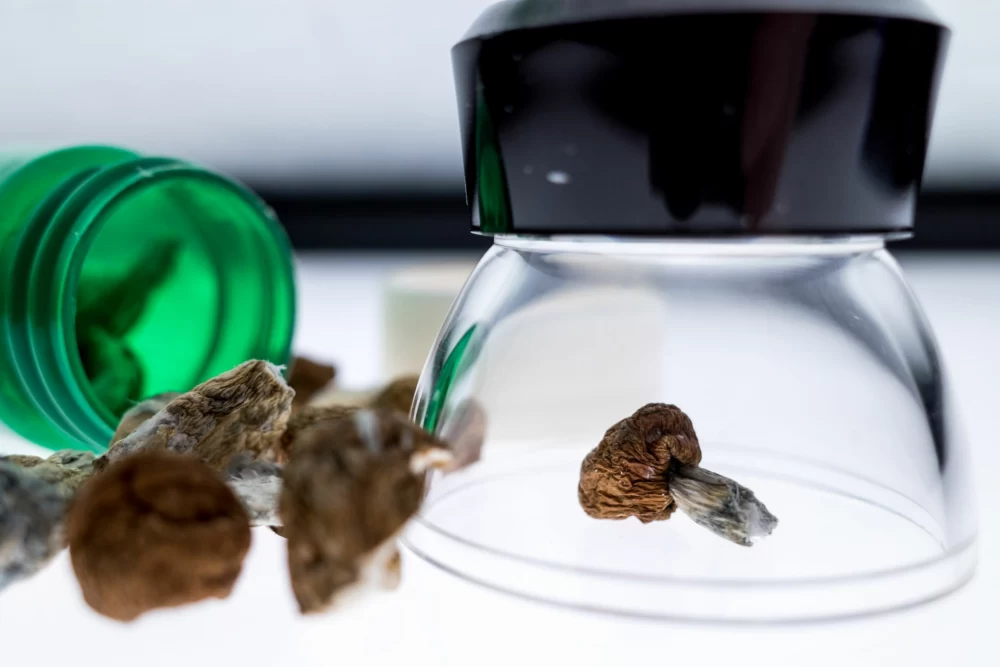 Psilocybin یا سیلوسایبین و یا ماجیک ماشروم