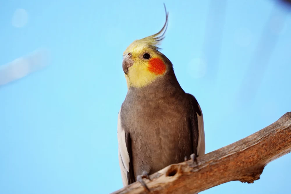 عکس عروس هلندی