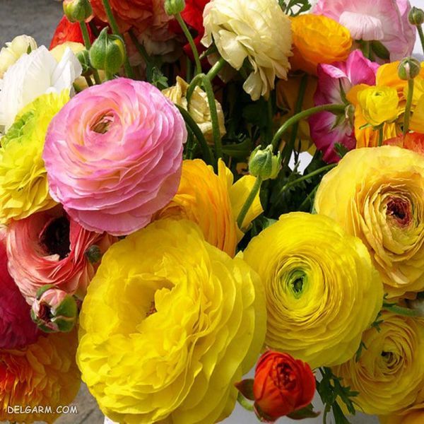 آشنایی با 7 گل پرطرفدار و محبوب