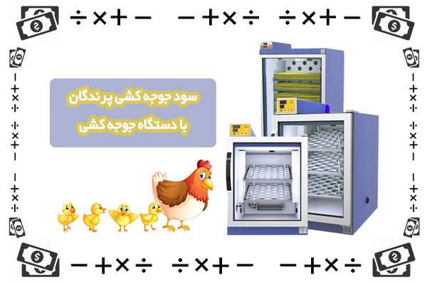 سود جوجه کشی