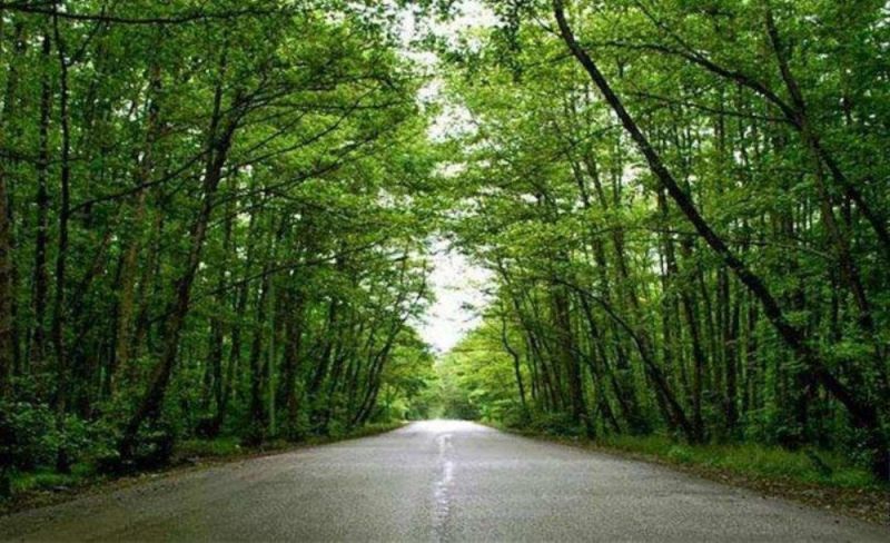 جنگل ابر ماسال کجاست ؟