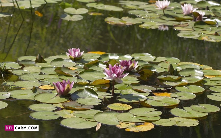 سراب نیلوفر زیباترین جای کرمانشاه