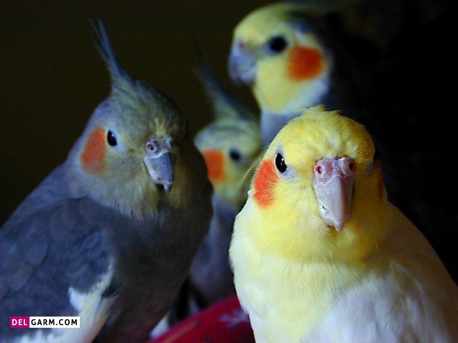 درمان پسیتاکوز در پرندگان چگونه است؟
