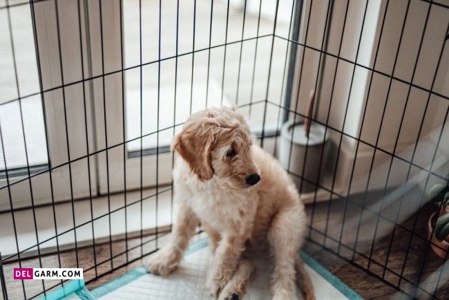 کدام جنس پارک سگ مناسب تر است ؟