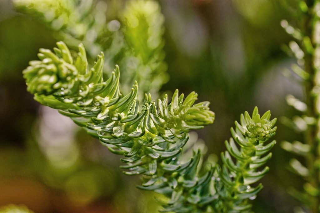 نگهداری پدیلانتوس (pedilanthus) 