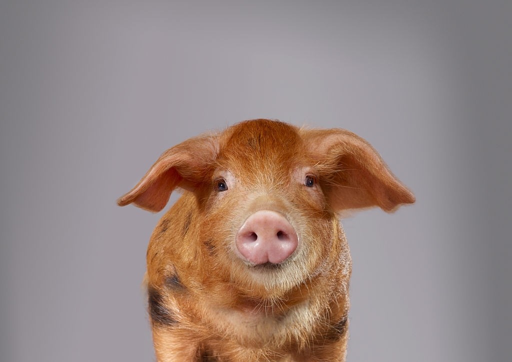 شکل و مشخصات ظاهری حیوان خوک