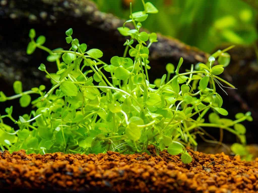 چمن آبی مونت کارلو و راهنمای کاشت آن 