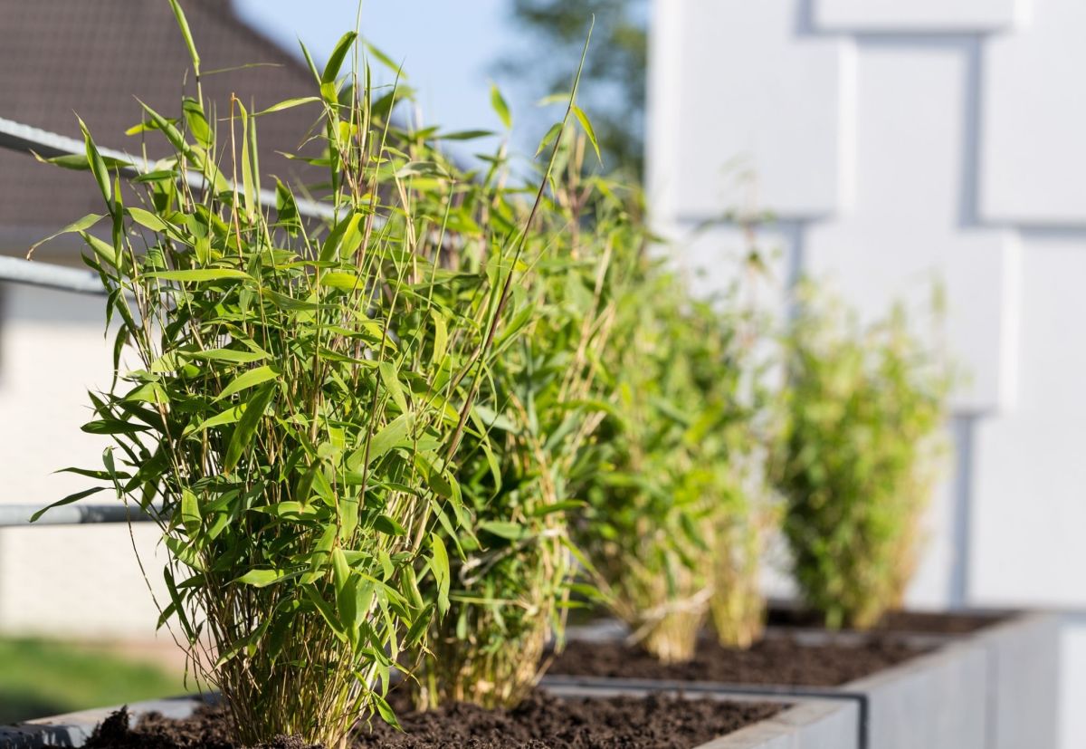 روش نگهداری گیاه بامبو (Bamboo) چتری